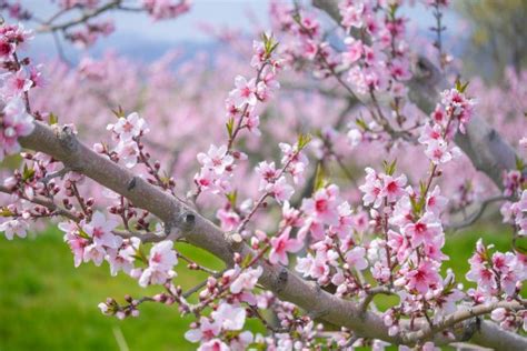 桃花風水|桃花水法と桃花位の出し方や桃花風水の花と花瓶の選。